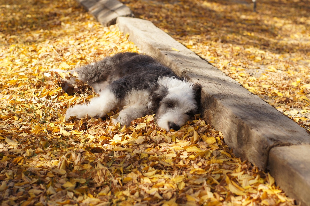 牧羊犬幼犬的成长之旅，两个月大时的温馨瞬间与图片记录