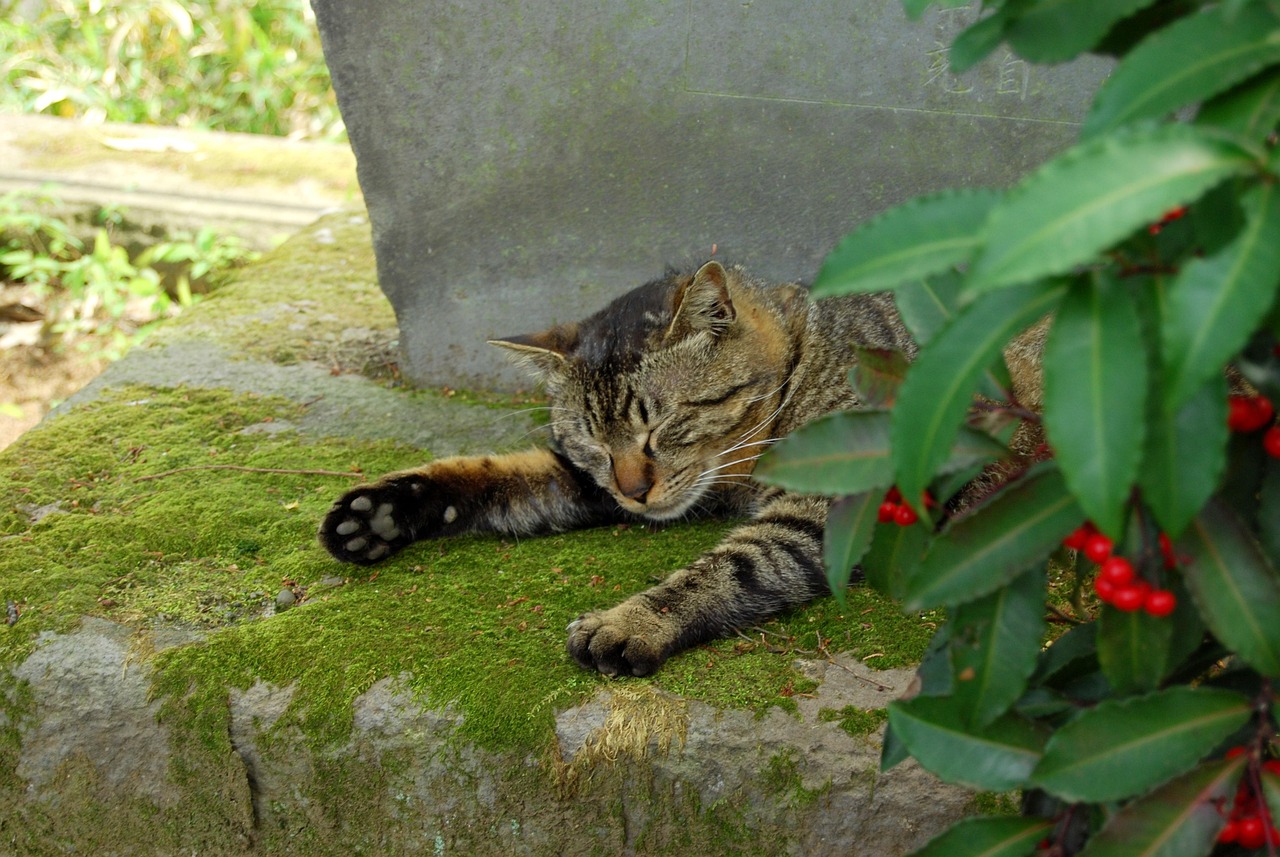 一个月的猫一天拉几次，幼猫排泄习惯解析与照顾须知